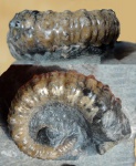 Acrioceras сf furcatum