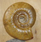 Indosphinctes mutatus