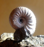 Eichwaldiceras