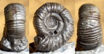 crussoliceras sp
