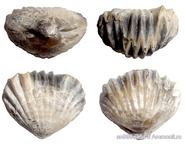 брахиоподы, Russirhynchia, Russirhynchia fischeri