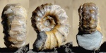 Epicheloniceras sp