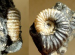 Acanthohoplites ?