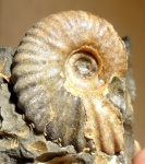 parahoplites sp