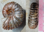 Jeletzkytes sp