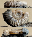 Pseudosilesites akushensis I. Mikhailova