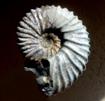 parahoplites  melchioris
