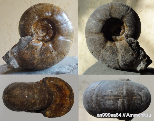 аммониты, Desmoceras, Ammonites, Desmoceratidae