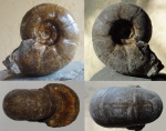 Desmoceras