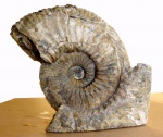 Acanthohoplites sp