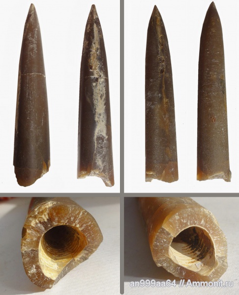 белемниты, юра, Саратовская область, Jurassic, belemnites