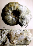 Craspedites