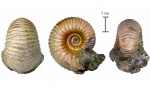 Eboraciceras carinatum