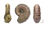 kosmoceras spinosum