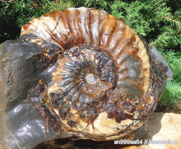 аммониты, макроконхи, Deshayesites, устье, Ammonites, Macroconchs