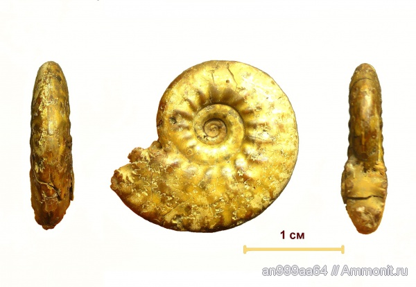 аммониты, юра, Brightia, Дубки, Ammonites, Jurassic