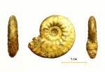 Brightia sp
