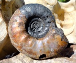 Grossouvria sp