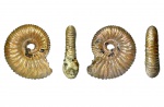 Parapeltoceras
