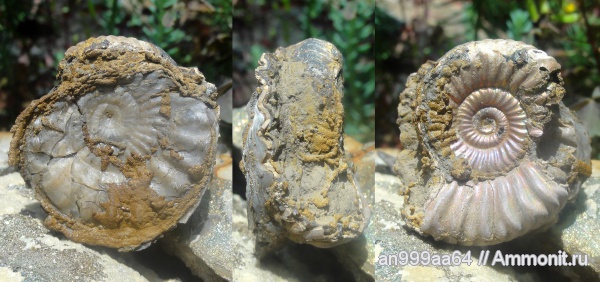 аммониты, келловей, Дубки, Vertumniceras, Ammonites, Vertumniceras trapezoidalis, Callovian, Middle Jurassic