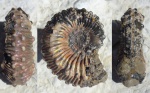 kosmoceras spinosum
