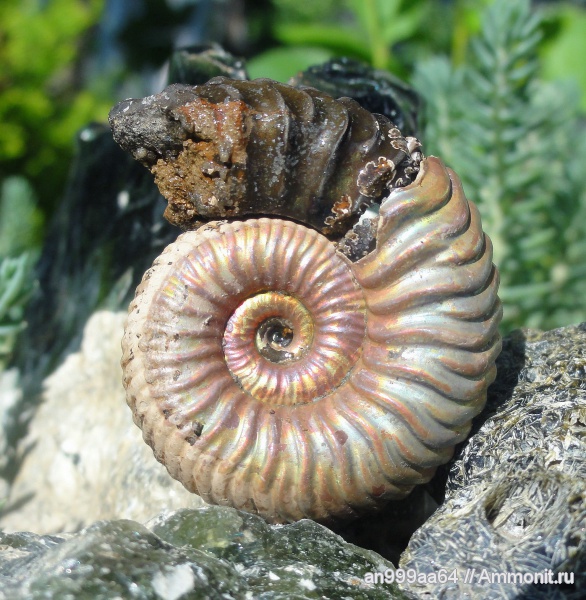 аммониты, юра, келловей, Дубки, Vertumniceras, Саратовская область, Vertumniceras angulatum, Ammonites, Callovian, Jurassic, Middle Jurassic