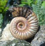 Vertumniceras angulatum