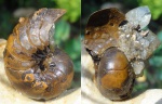 нарядный Сenoceras