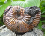 Deshayesites sf gracilis CASEY, 1964 ?