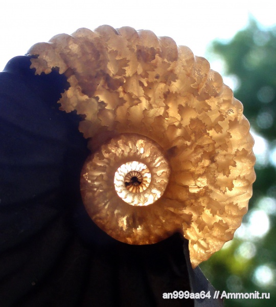аммониты, Deshayesites, Deshayesites deshayesi, Саратовская область, Ammonites, лопастные линии