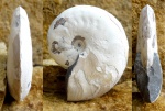 Aconeceras trautscholdi