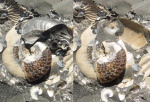 "Aconeceras" в "Aconeceras-е"