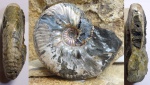 paradeshayesites callidiscus ?