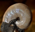 Aconeceras