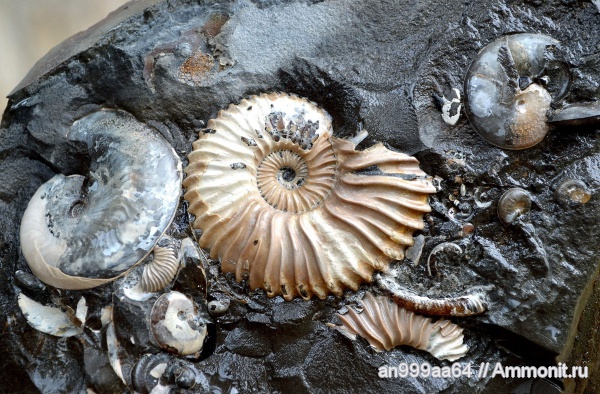 аммониты, мел, гетероморфные аммониты, Deshayesites, апт, Aconeceras, Aconeceras trautscholdi, Ammonites, Volgoceratoides, Deshayesites volgensis, Sinzovia, Sinzovia trautscholdi, Aconeceratidae, Aptian, Cretaceous, heteromorph ammonites