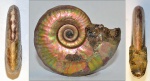 Eulunulites bonarellii (de Loriol, 1898)