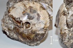 Chamoussetia sp
