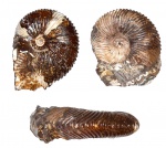Pseudocadoceras sp.