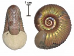 Eboraciceras rybinskianum