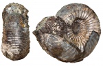 Kepplerites