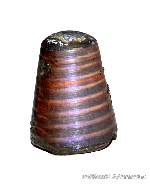 белемниты, юра, келловей, фрагмоконы, Callovian, Jurassic, Middle Jurassic, belemnites, phragmocones