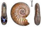 Quenstedtoceras  henrici