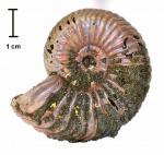 Vertumniceras mariae