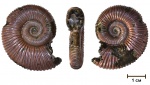 Peltoceras
