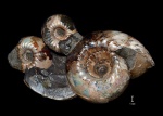 Cadoceras elatmae