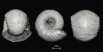 Paracadoceras elatmae