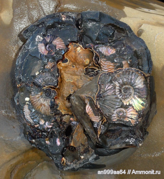 аммониты, мел, Deshayesites, Ammonites, Deshayesitidae, Aptian, Cretaceous
