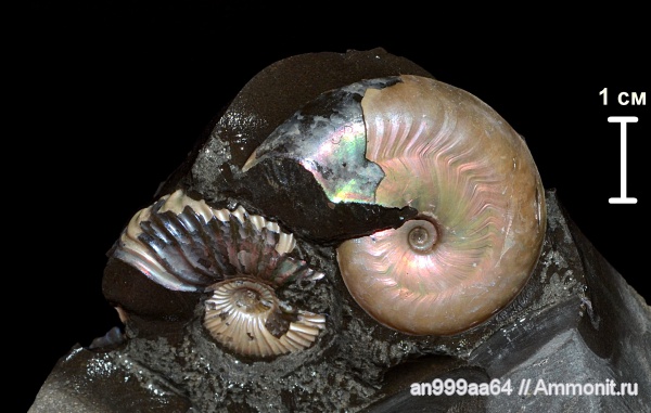 аммониты, Deshayesites, Aconeceras, Aconeceras trautscholdi, устье, Ammonites, Sinzovia, Sinzovia trautscholdi, Aconeceratidae, Aptian