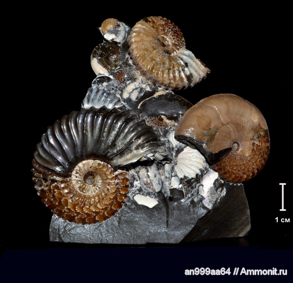 аммониты, Deshayesites, апт, Aconeceras, Aconeceras trautscholdi, Ammonites, лопастные линии, Sinzovia, Sinzovia trautscholdi, Aptian