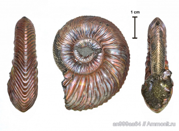 аммониты, юра, келловей, Quenstedtoceras, Дубки, Саратовская область, Ammonites, Callovian, Jurassic, Middle Jurassic, Quenstedtoceras intermissum